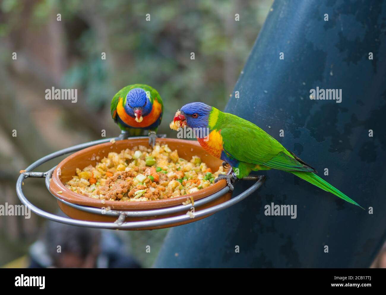 two close up exotic colorful red blue green parrot Agapornis lorikeet eating feeding from bowl of grain Stock Photo