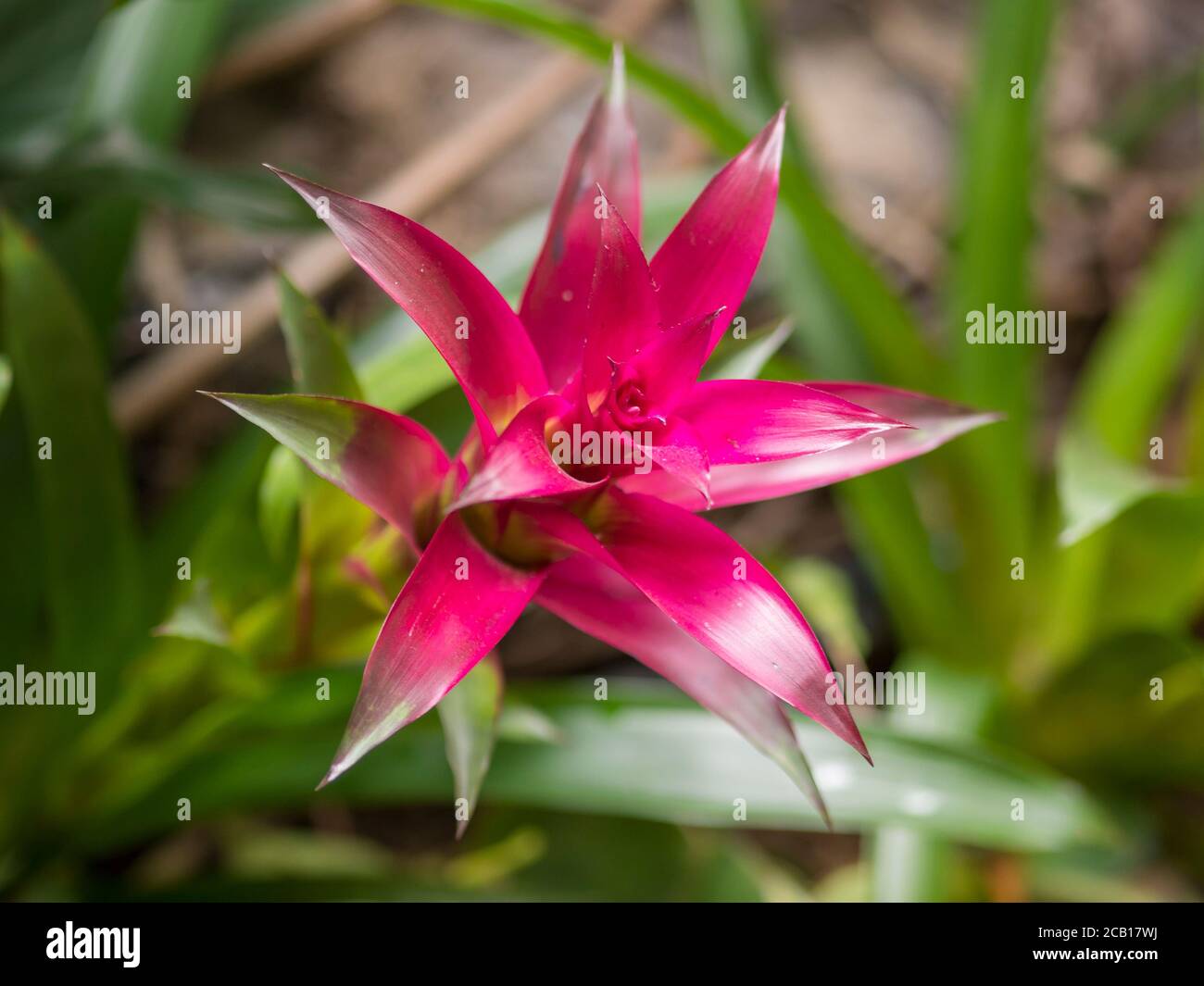 Close Up Red Bromeliad Bromeliaceae Plant Tropical Flower Selective Focus Stock Photo Alamy