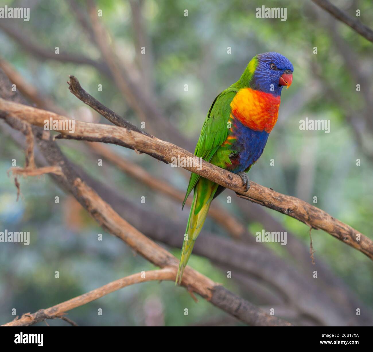 close up exotic colorful red blue green parrot Agapornis reainbow lorikeet sitting on the tree branch Stock Photo