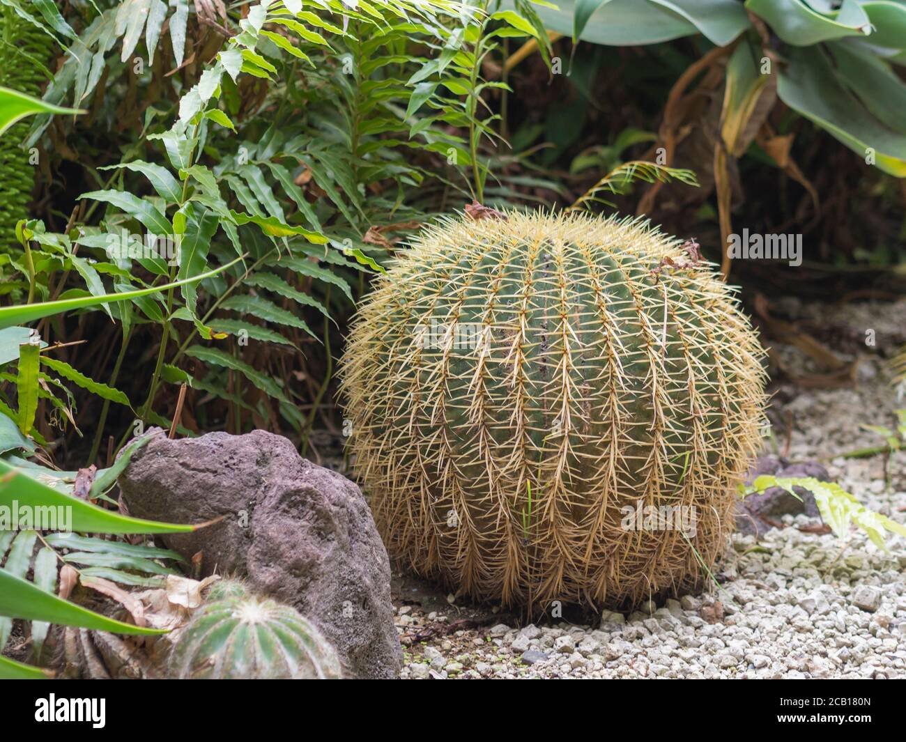 close up prickly yellow green big cactus ball growing in the tropical garden Stock Photo