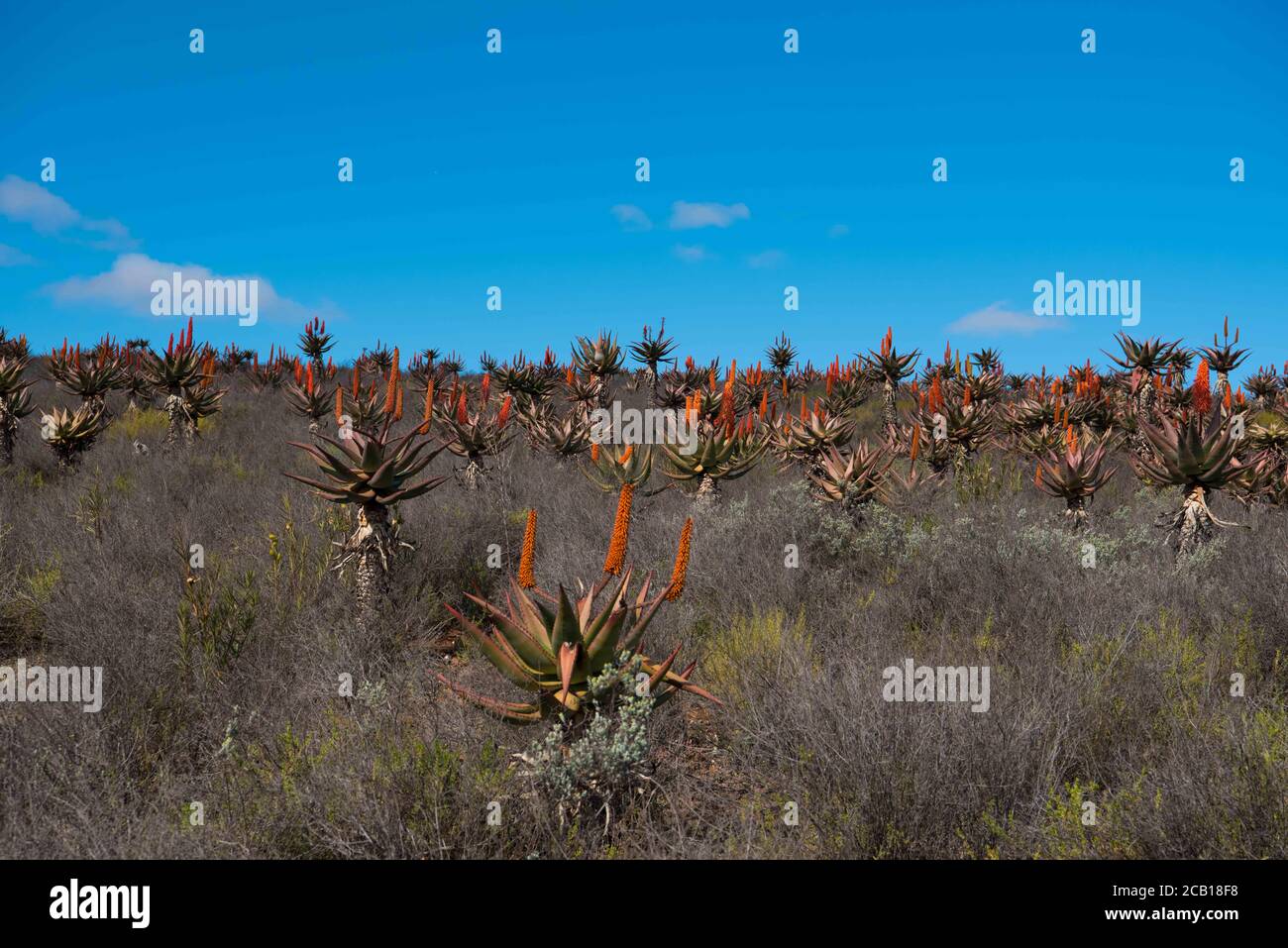 Aloe season in the Karoo flowering displaying red blossoms and beautiful landscape Stock Photo