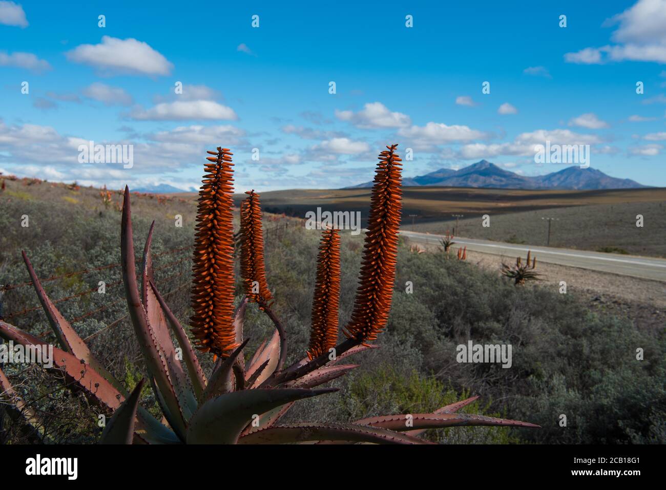Aloe season in the Karoo flowering displaying red blossoms and beautiful landscape Stock Photo