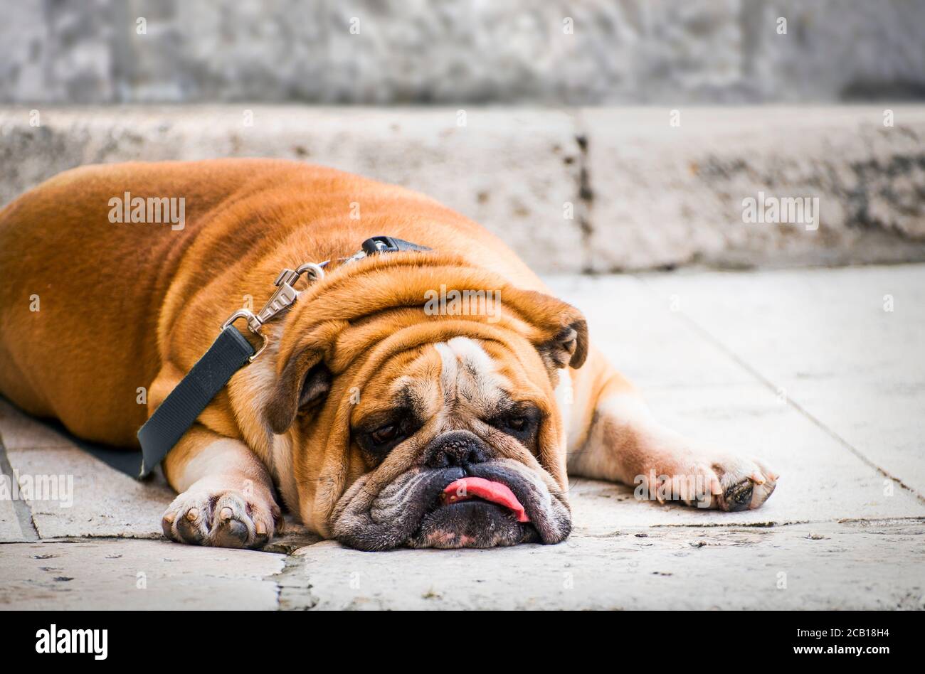 Gloomy british bulldog lies with a hanging tongue. Stock Photo