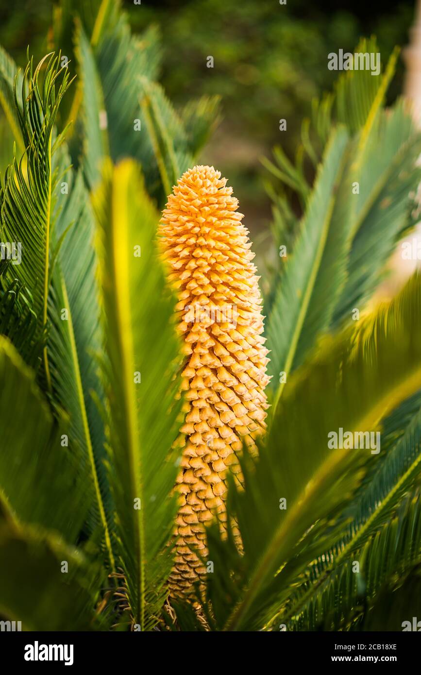 Flower of Sago Palm of Yellow Color. Green Leaves. Stock Photo