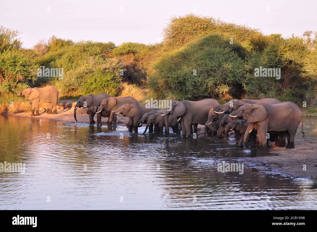 Herd of Elephants standing next to the dam and drinking water Stock Photo