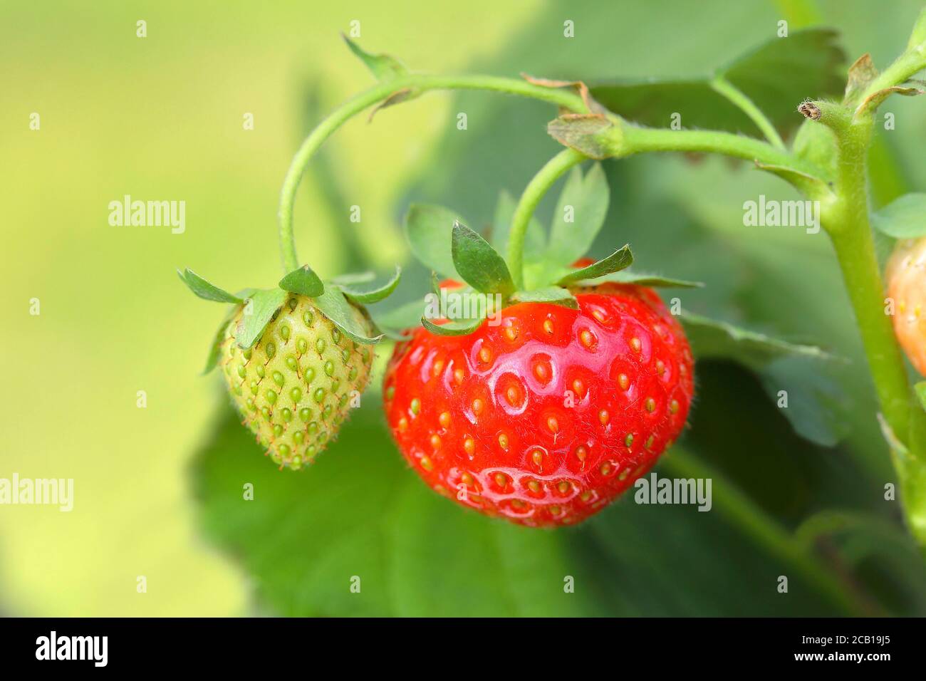 Garden strawberry, garden strawberry (Fragaria x ananassa, Syn. Fragaria x magna) North Rhine-Westphalia, Germany Stock Photo