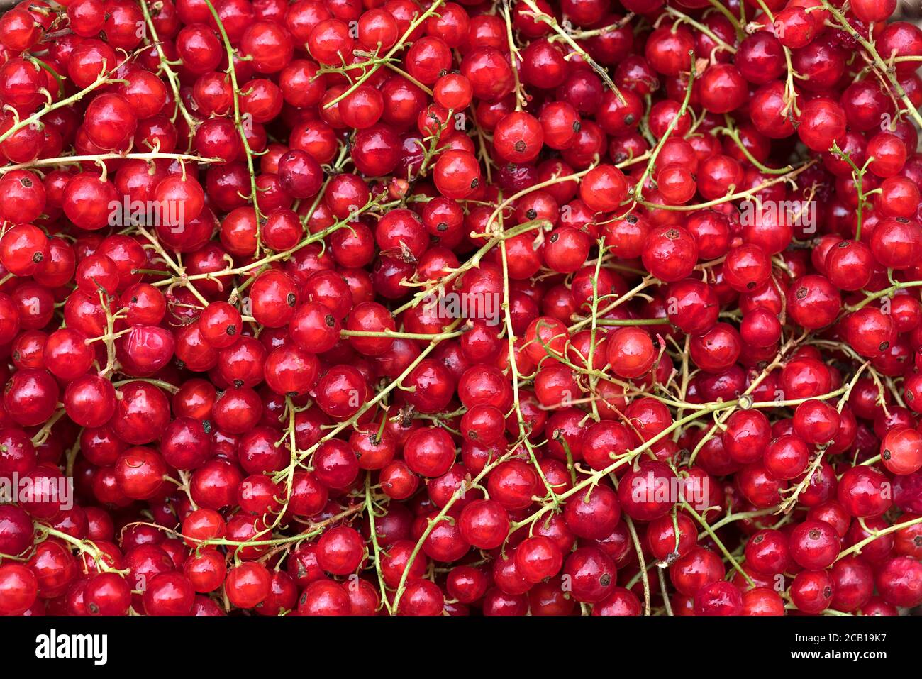 Freshly picked Redcurrants (Ribes rubrum), Germany Stock Photo