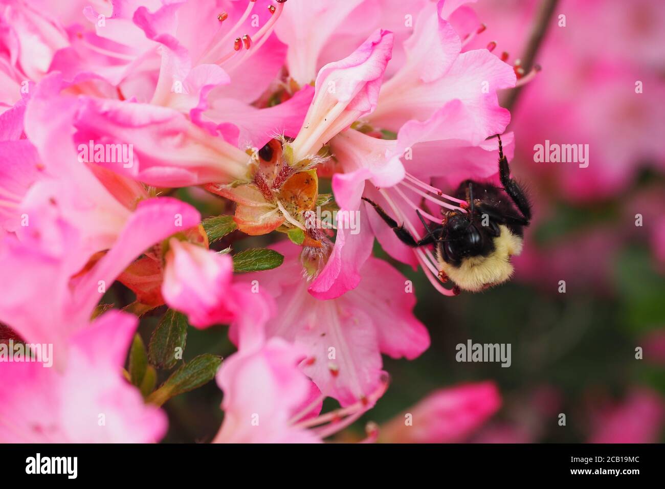 Soft focus of a bee gathering nectar from pink raffles azalea flowers ...