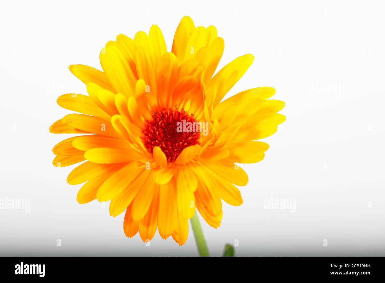 Marigold (Calendula officinalis), heating plant, exemption, Germany Stock Photo