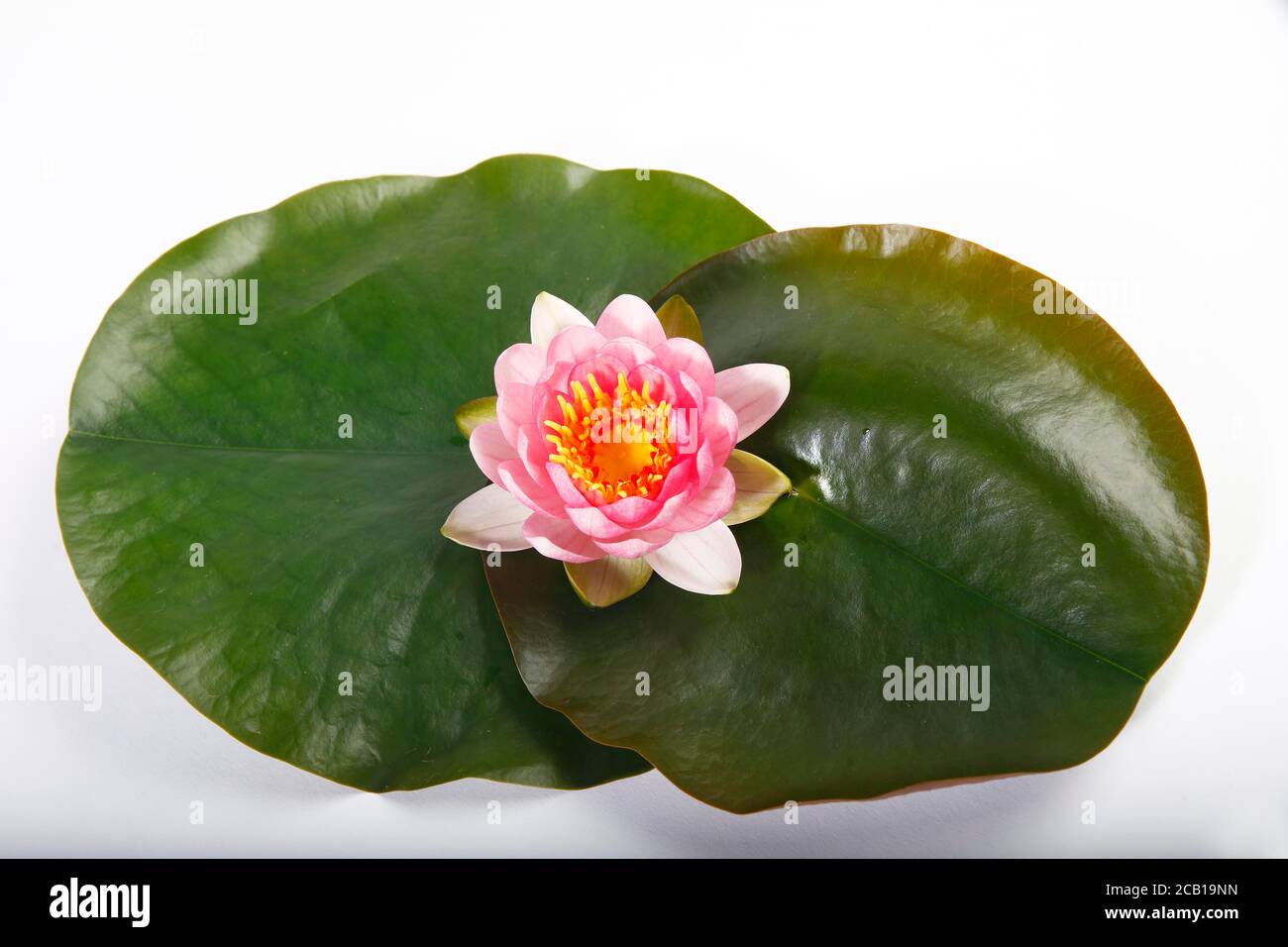 Water lily (Nymphaea), flower and leaves, Germany Stock Photo