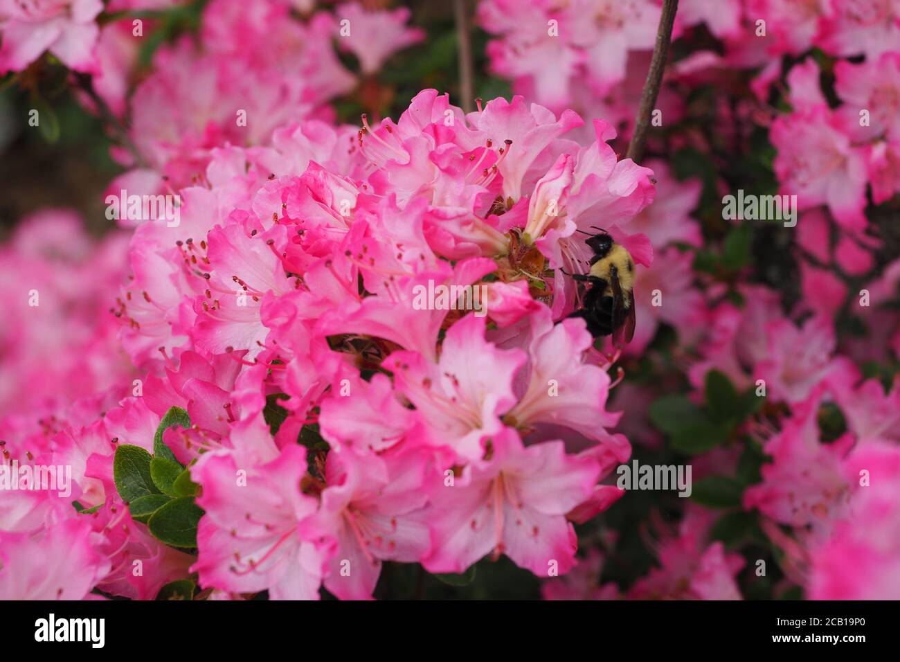 Soft focus of a bee gathering nectar from pink raffles azalea flowers ...