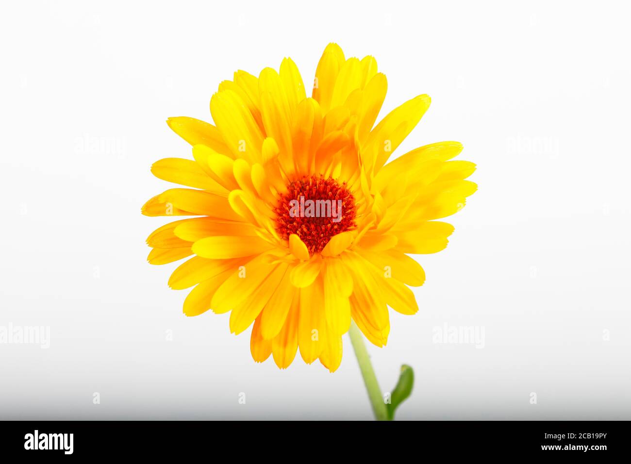 Marigold (Calendula officinalis), heating plant, exemption, Germany Stock Photo