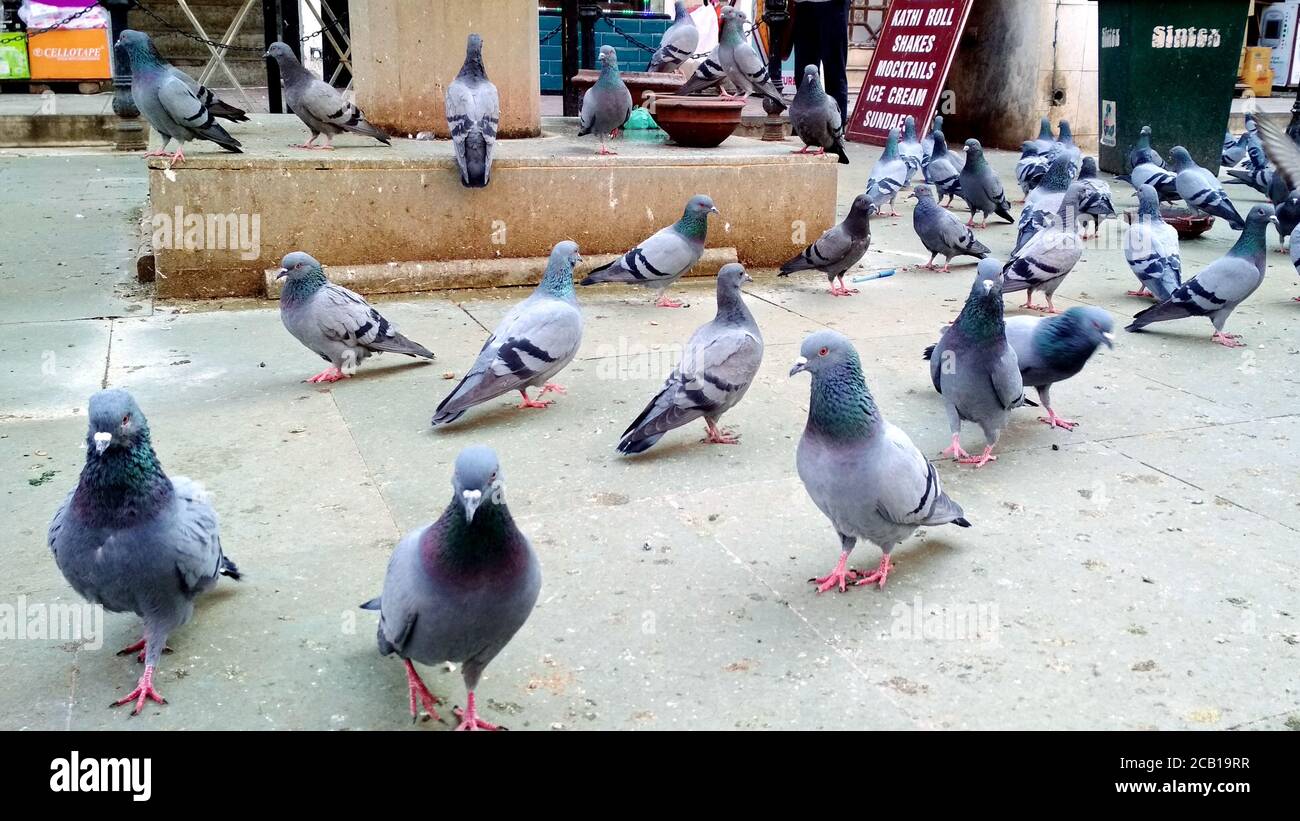 Group of pigeons eating food on street at amritsar on december 2020 Stock Photo