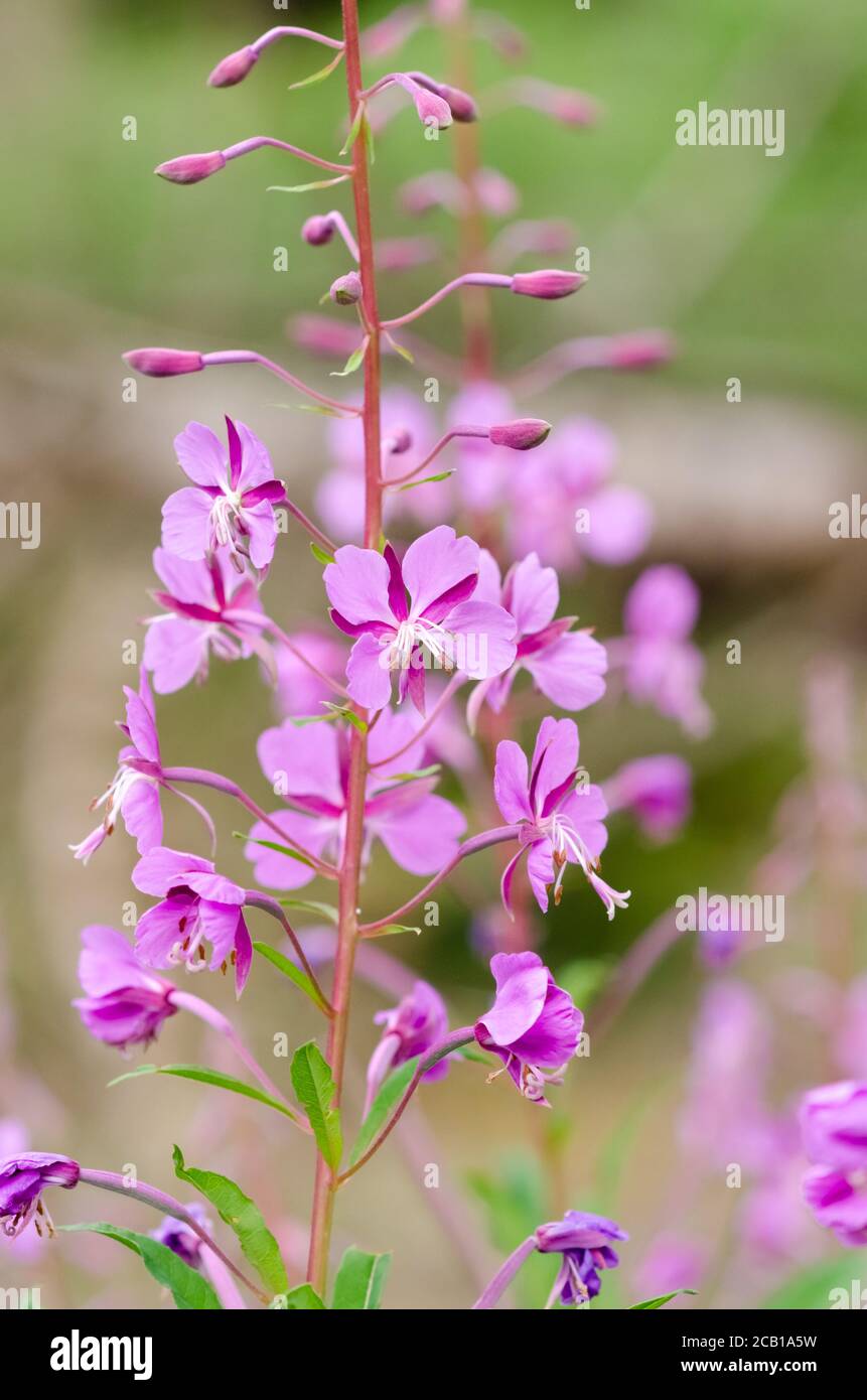 Chamaenerion angustifolium, known as fireweed, great willowherb or ...
