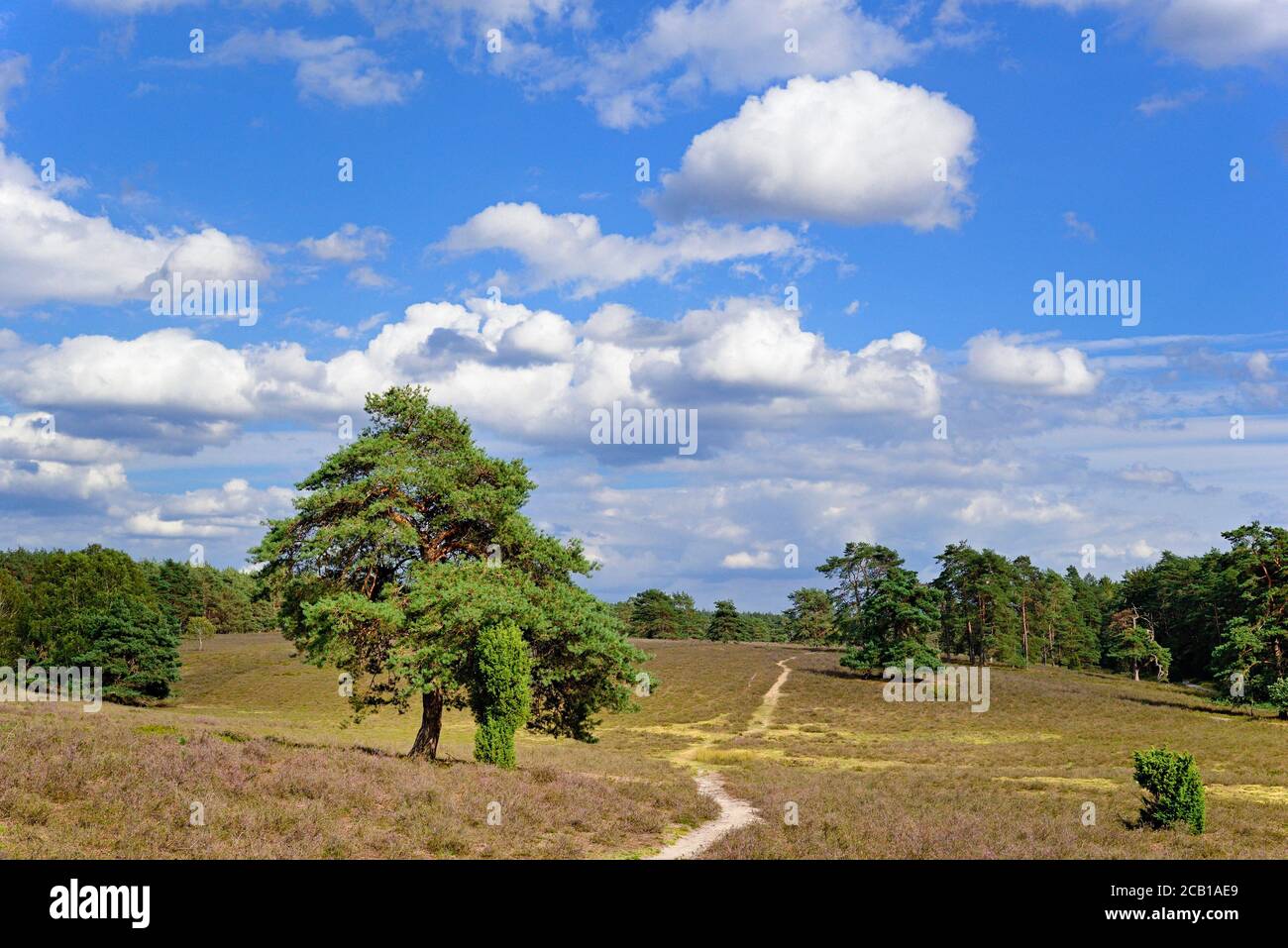 Heath landscape, Misselhorner Heide, extensive heathland with Pines (Pinus), juniper (Juniperus communis) and Common Heather (Calluna Vulgaris) Stock Photo