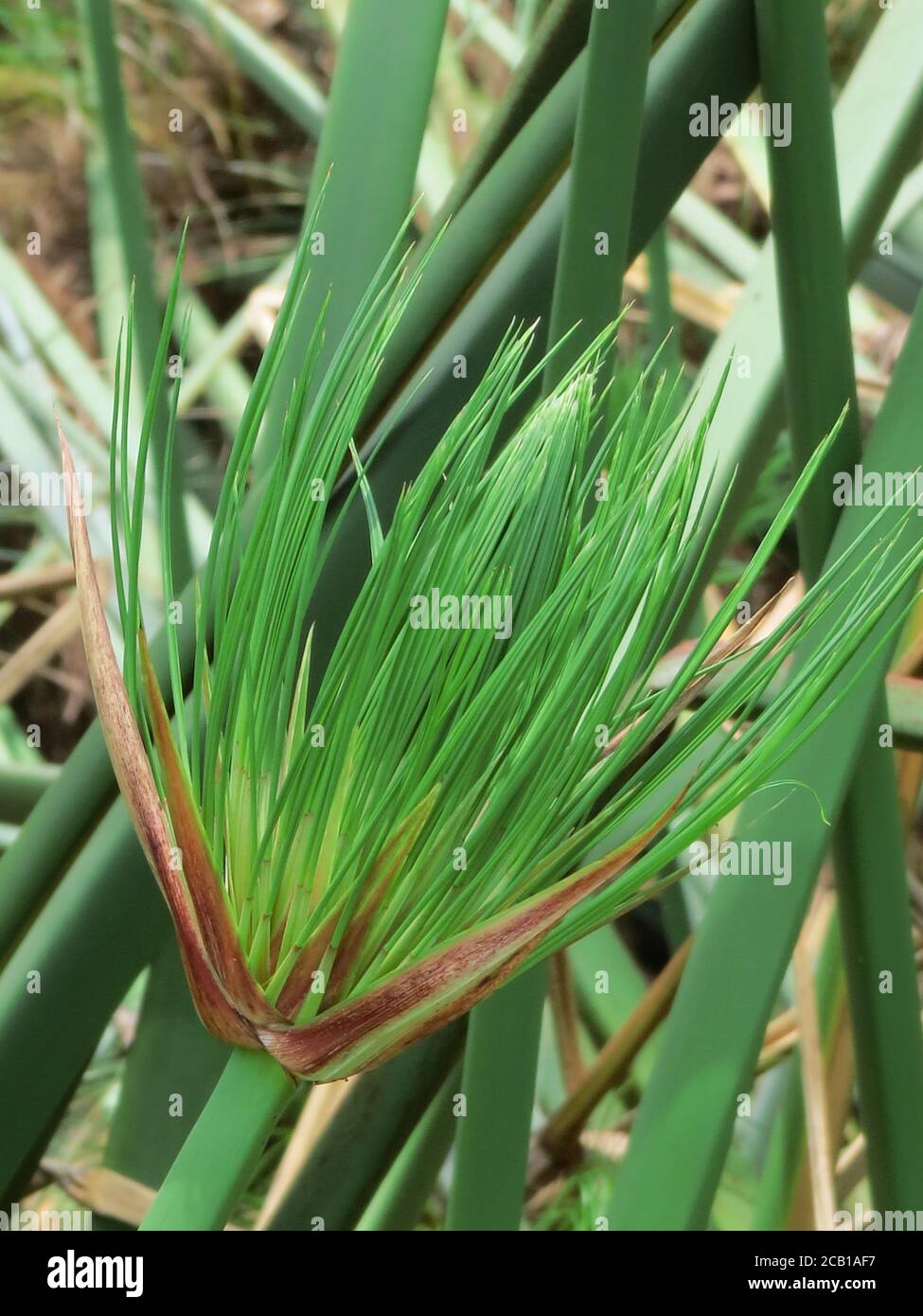 Vertical closeup shot of a green cyperus papyrus plant or commonly ...