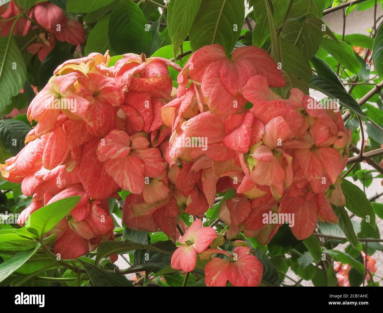 Closeup shot of pink Mussaenda flowers in a garden Stock Photo