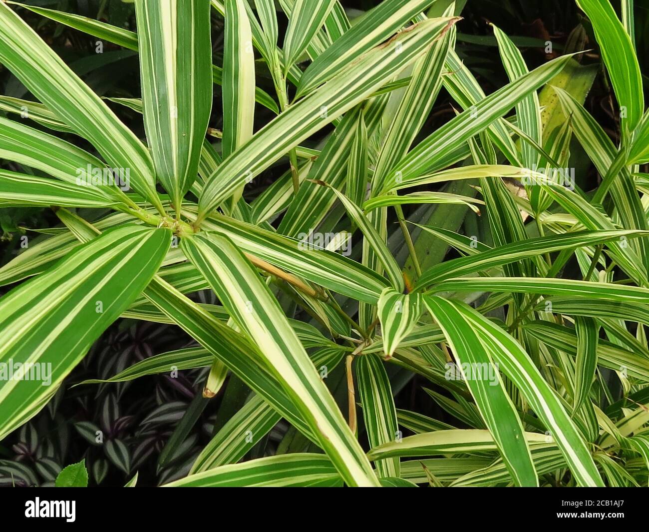 Closeup shot of the Pleioblastus grass Stock Photo
