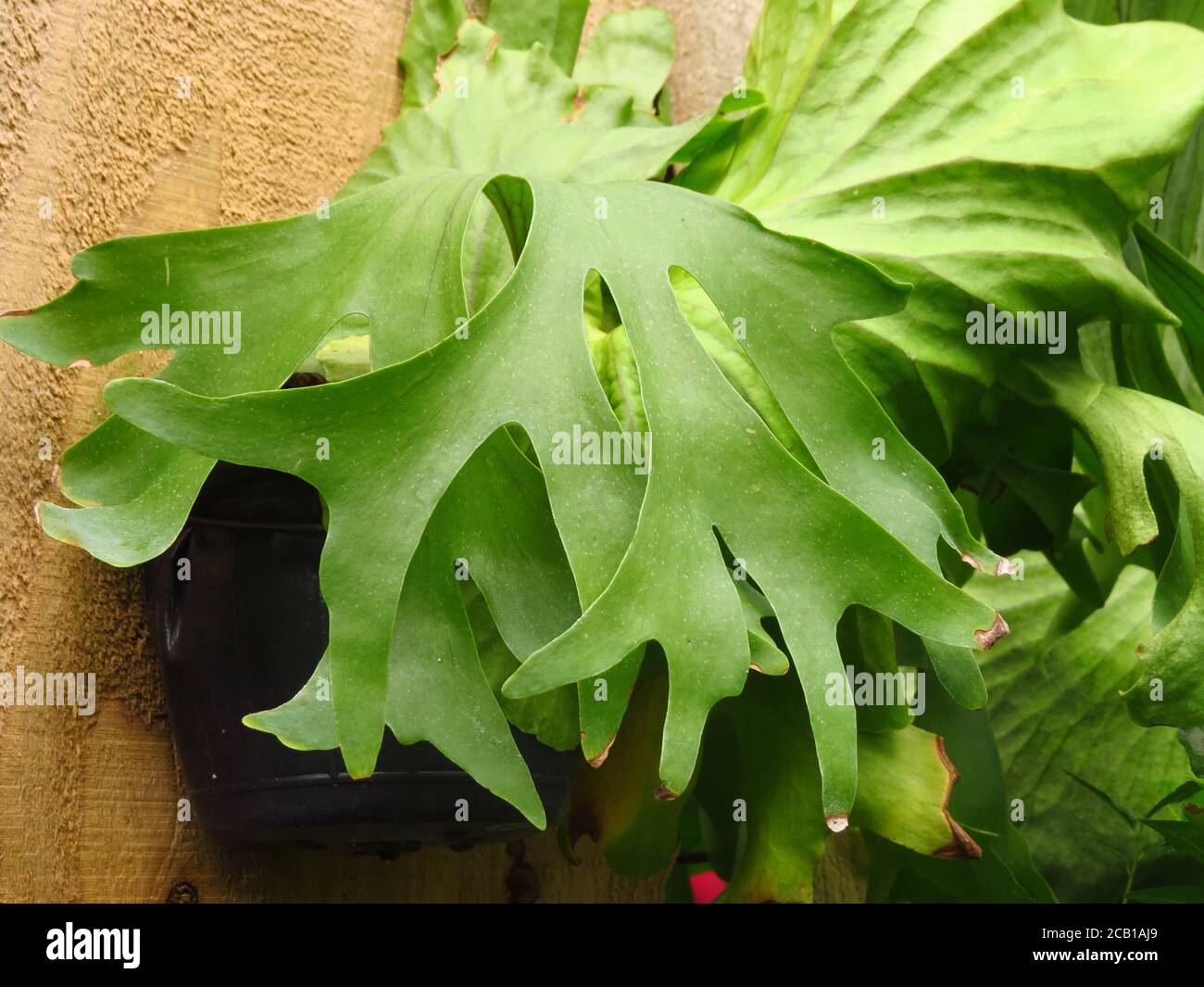 Closeup shot of a plant called Staghorn Fern Stock Photo