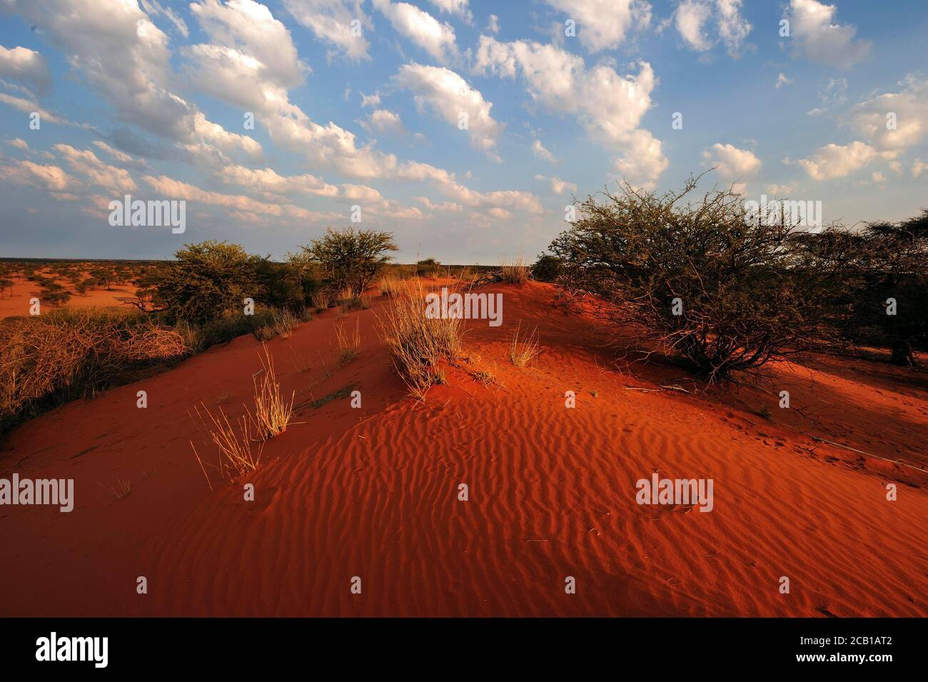 There is a desert in Tamil Nadu and the dunes are red