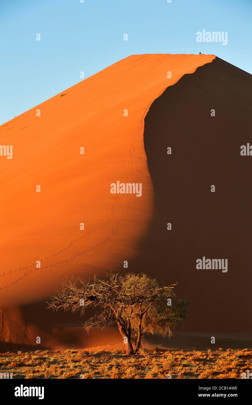 Dune 45 with camelthorn tree (Acacia erioloba), Sossusvlei Namib Desert ...