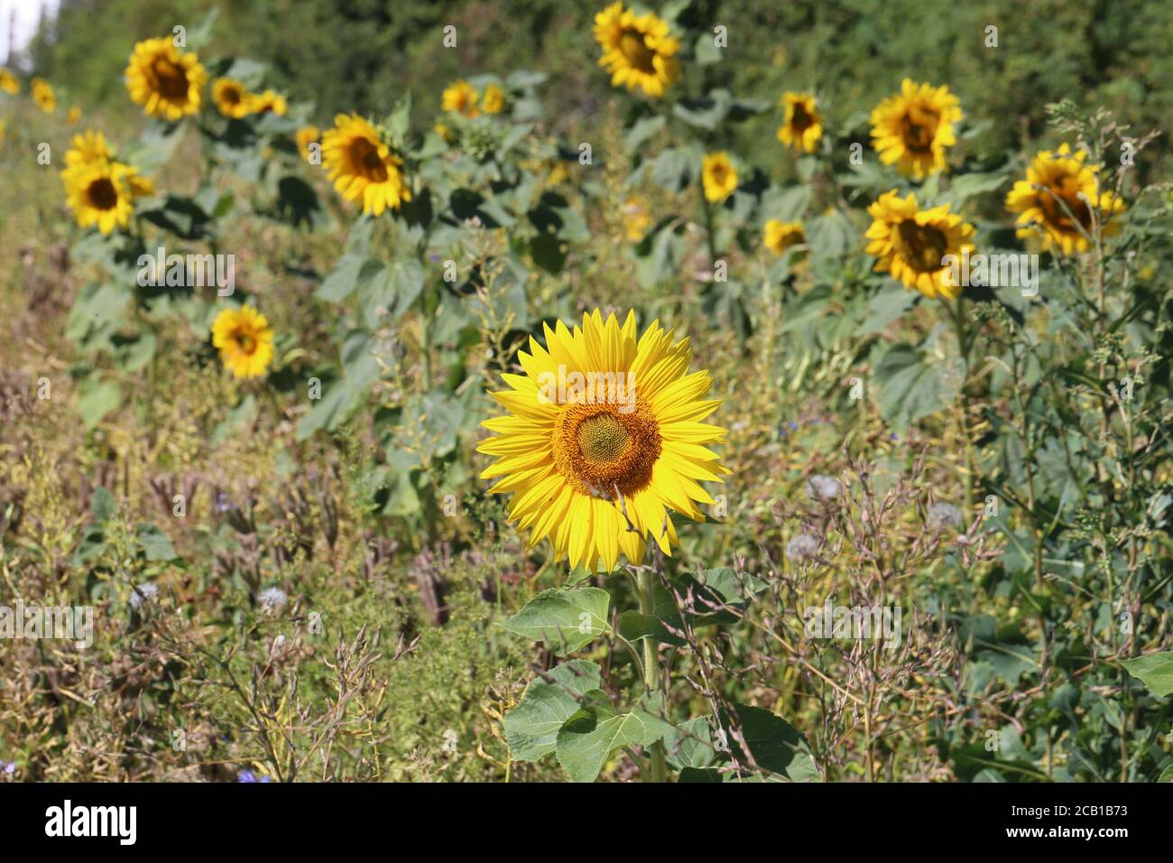 Yellow sunflower in a field on a green background Stock Photo - Alamy