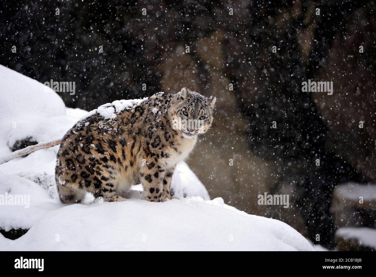 Snow leopard (Panthera uncia), captive, sits in snowfall on the snow