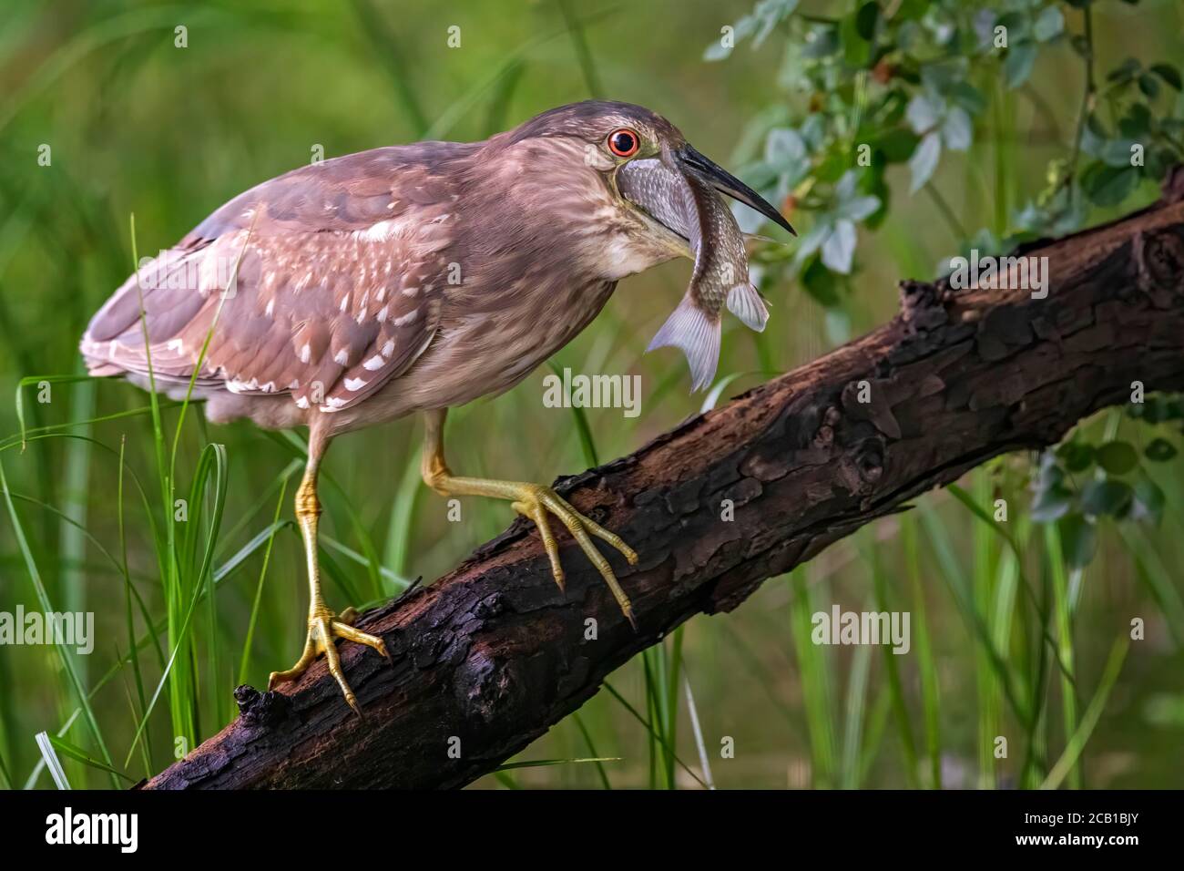 Black crowned night heron nycticorax nycticorax young bird after
