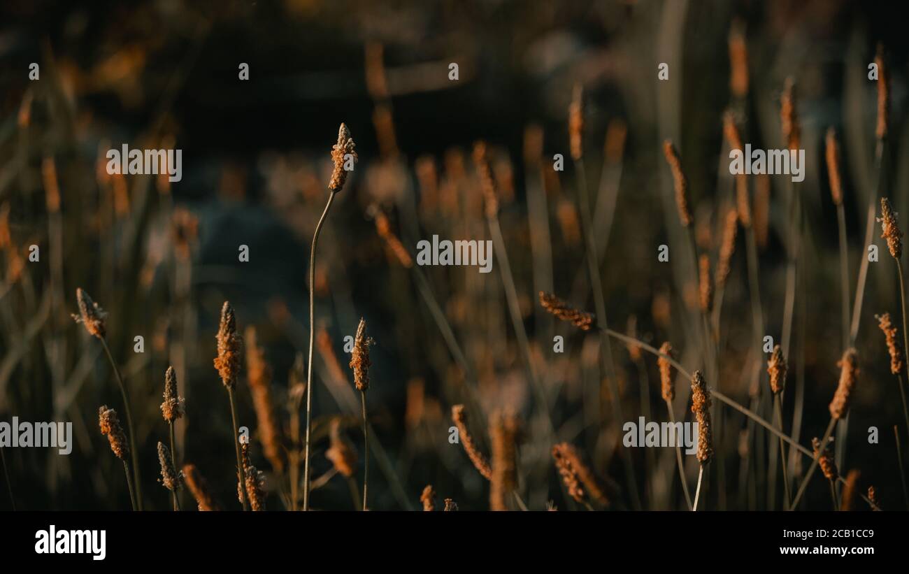Closeup of a field filled with common spike-rush during golden hour Stock Photo