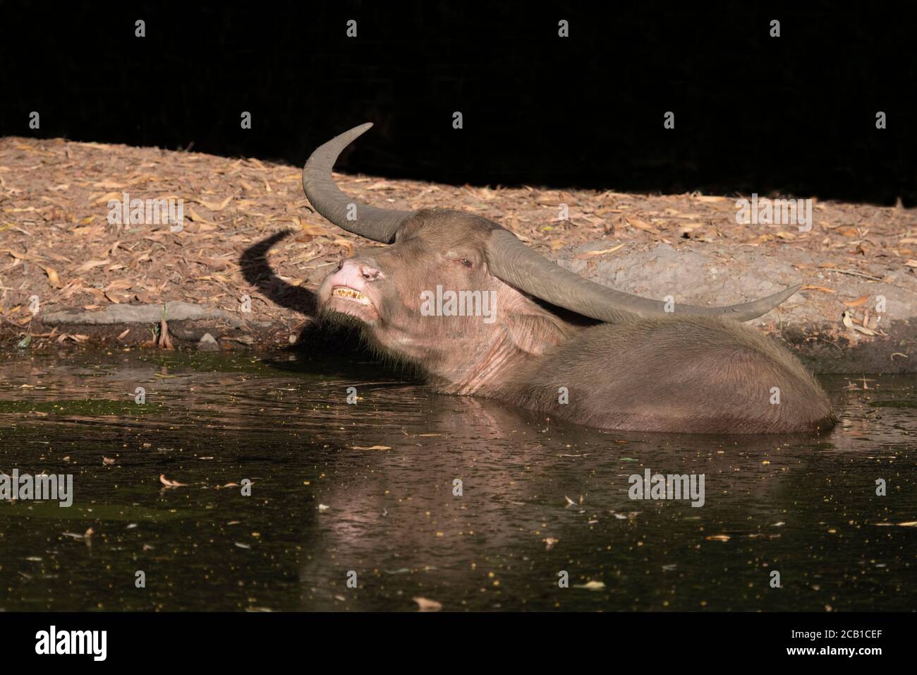 An albino Water Buffalo (Bubalus bubalis) wallowing in water, Marrakai, Northern Territory, NT, Australia Stock Photo
