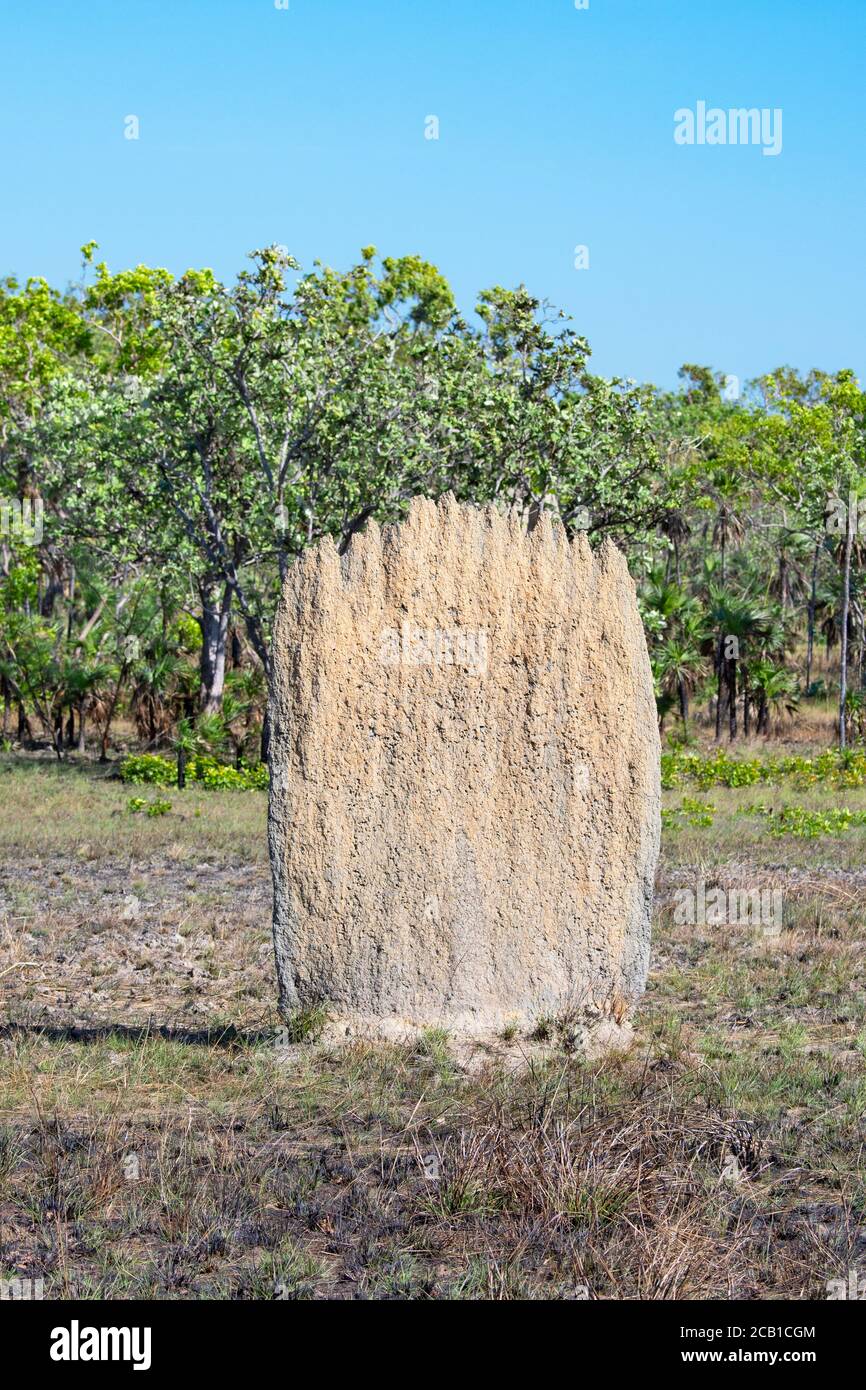 A Single Magnetic Termite Mound in Litchfield National Park, near Darwin, Northern Territory, NT, Australia Stock Photo