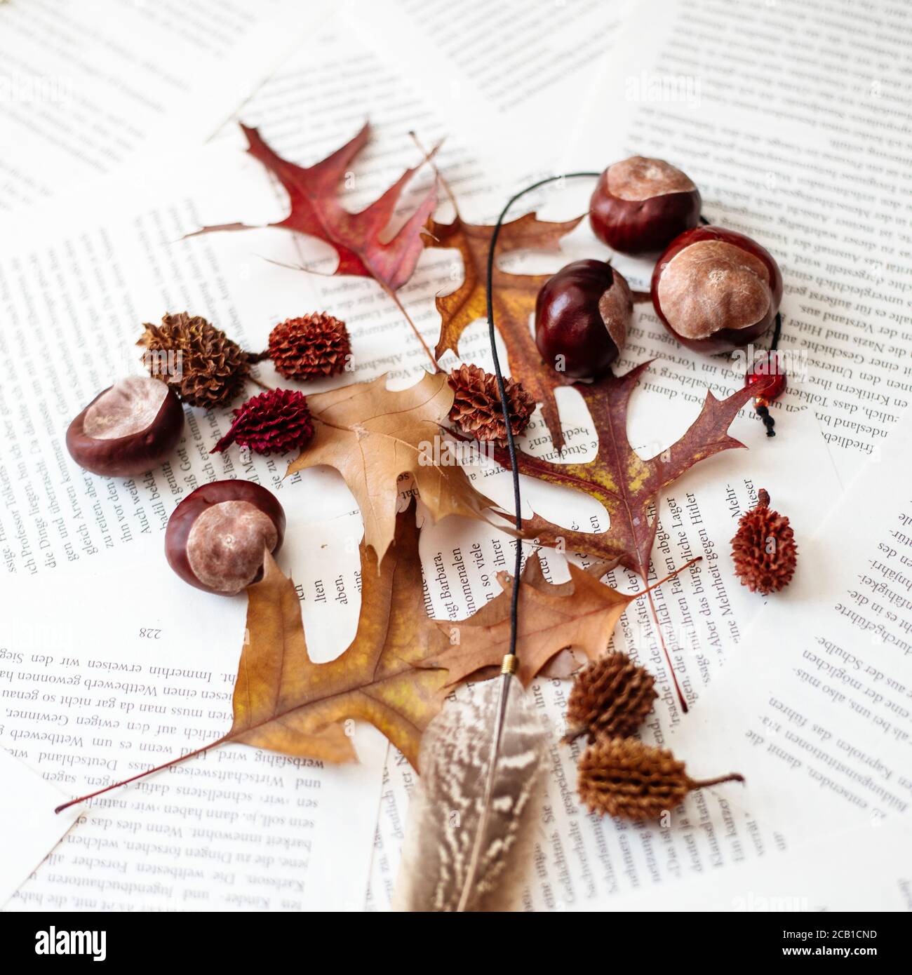 Top view of chestnuts and dry leaves lying on book pages - perfect for ...