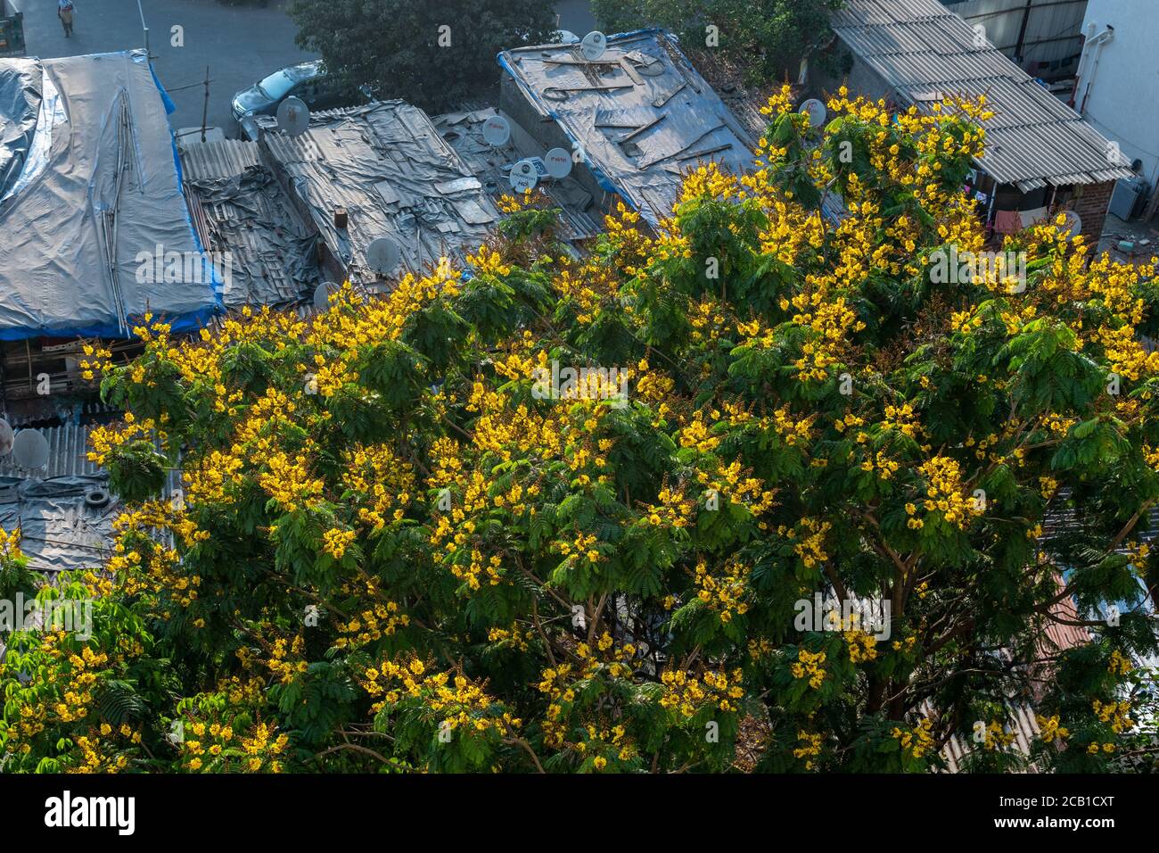 Mumbai, Maharashtra, India March 2020 Yellow flowers blooming in the