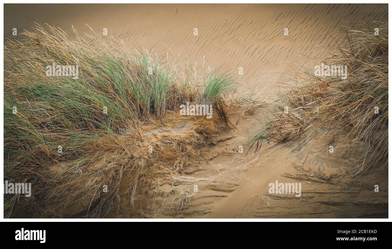 Beautiful sandy dunes in the Curonian Spit, Lithuania Stock Photo