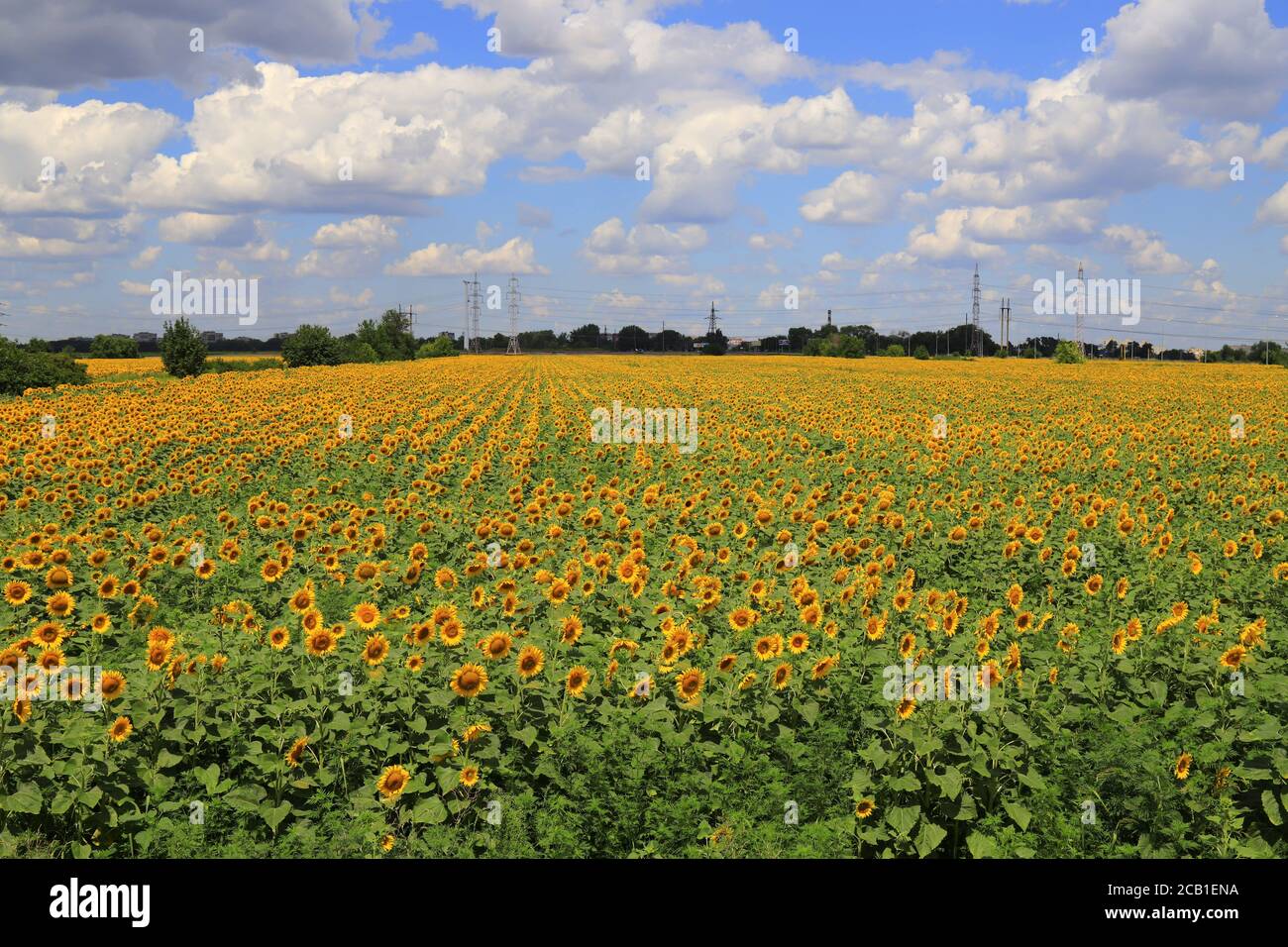 On a summer day, a large field of beautiful yellow sunflowers blooms ...