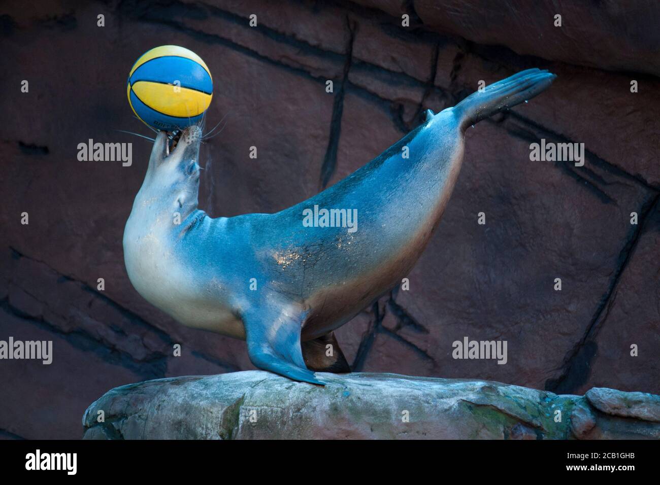 Seal balancing ball Stock Photo Alamy