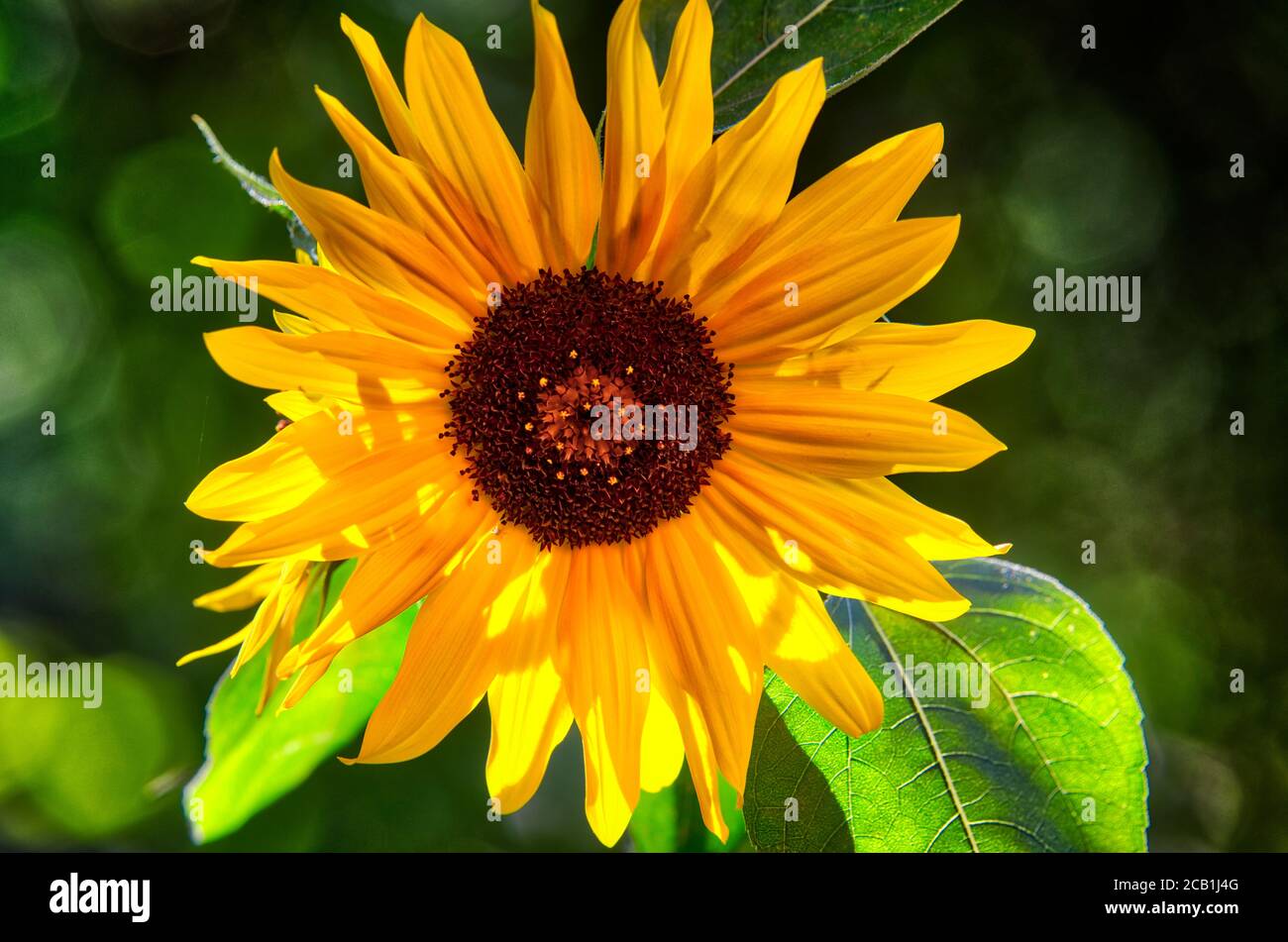 FLORAL CONCEPT: Here Comes The Sun Stock Photo