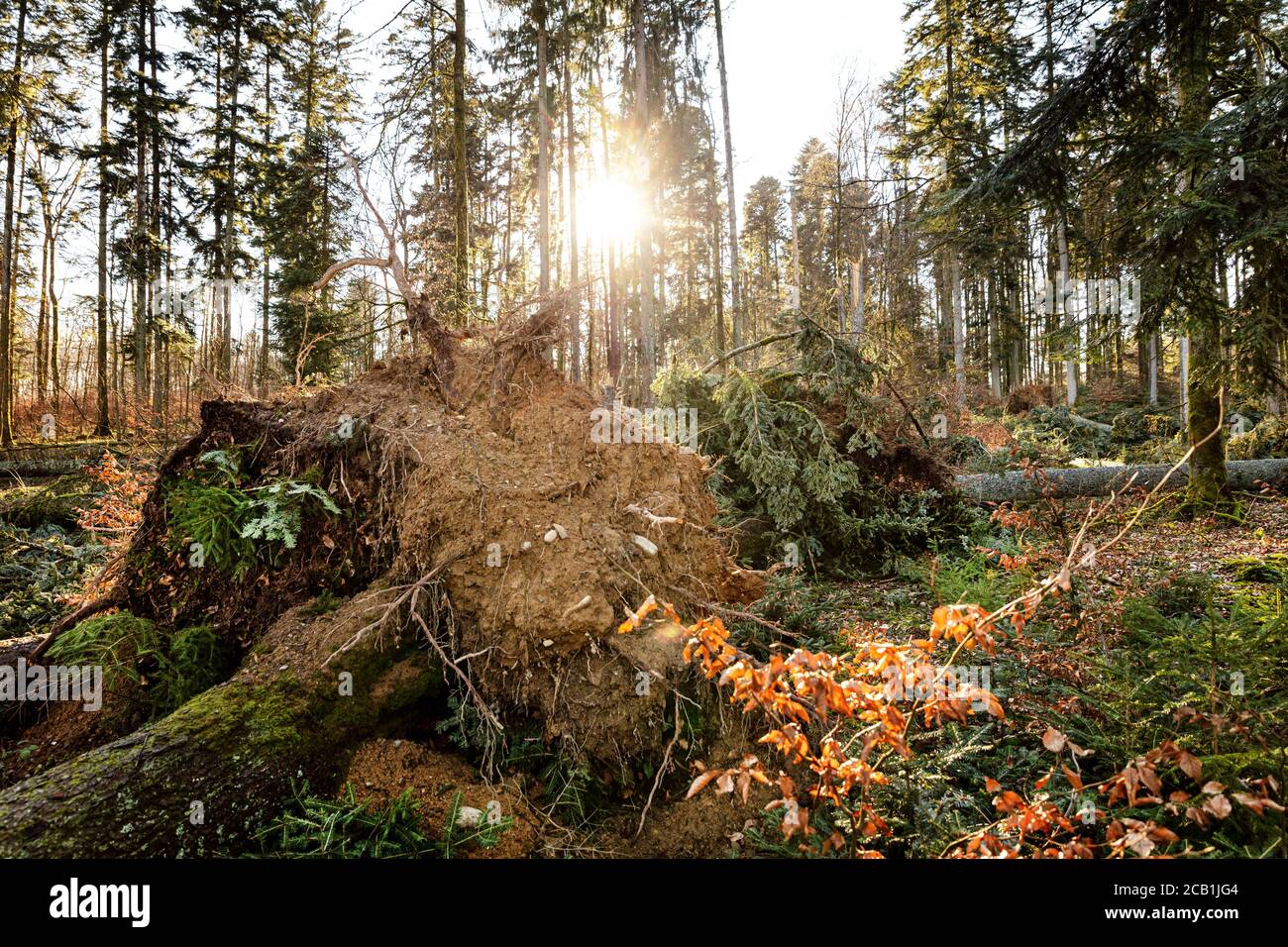 scenery shot of a storm damaged forest, broken trees after hurricane in germany, black forest Stock Photo