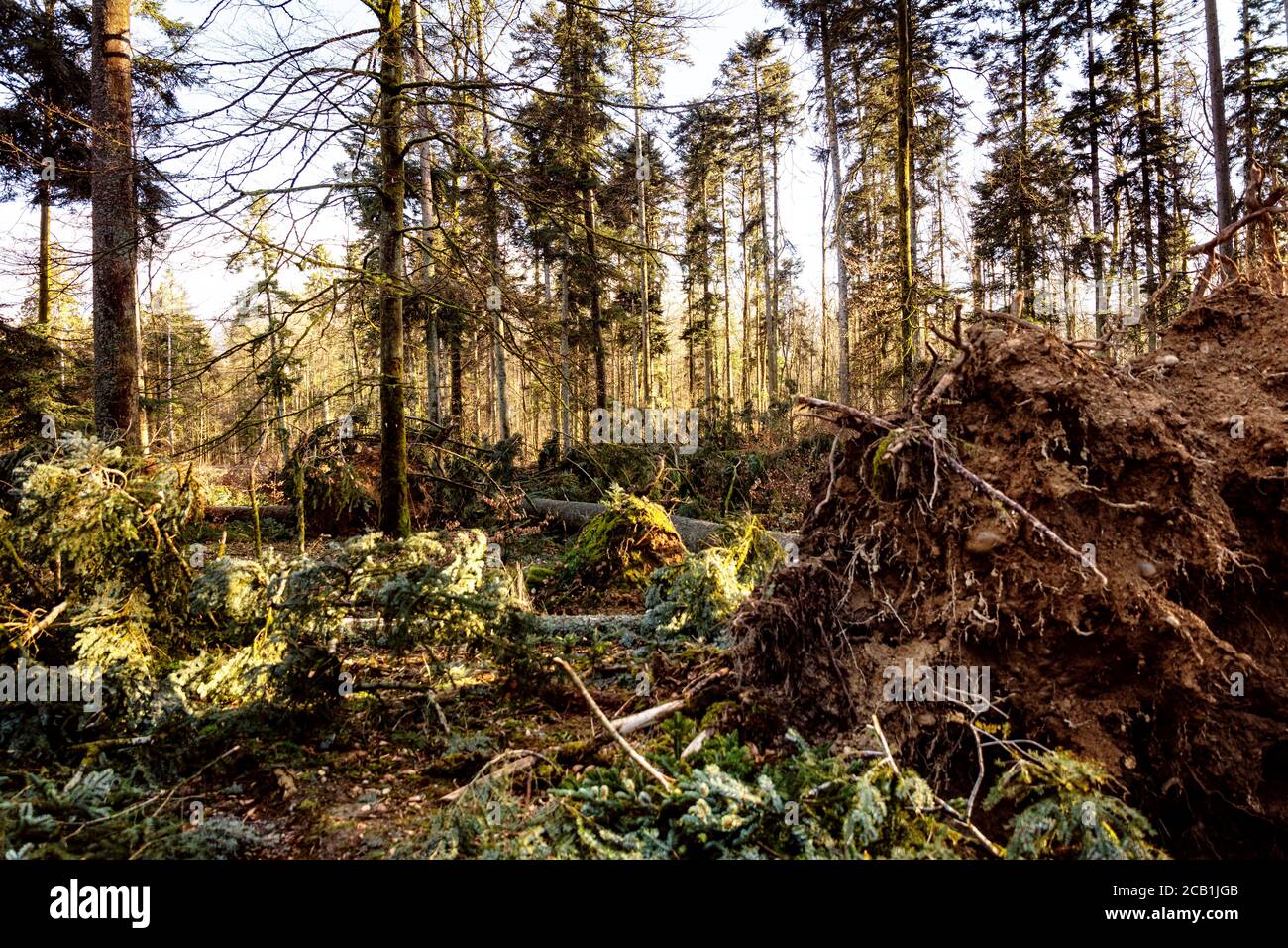 scenery shot of a storm damaged forest, broken trees after hurricane in ...