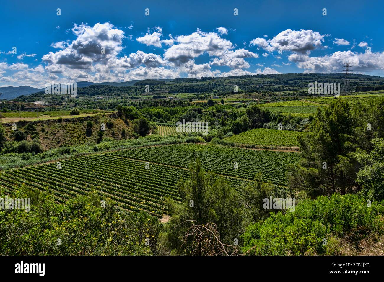 Grape fields, Caves Castellroig winery, La Granada del Penedes, Barcelona, Catalonia, Spain Stock Photo