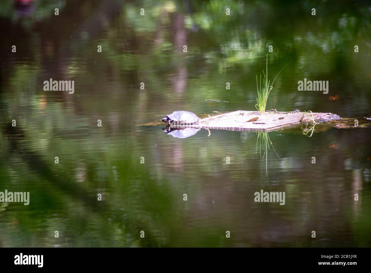 A turtle on a wooden raft sees his reflection in the surreal surface of a woodland pond. Green foliage reflected in the rippling motion of the water. Stock Photo