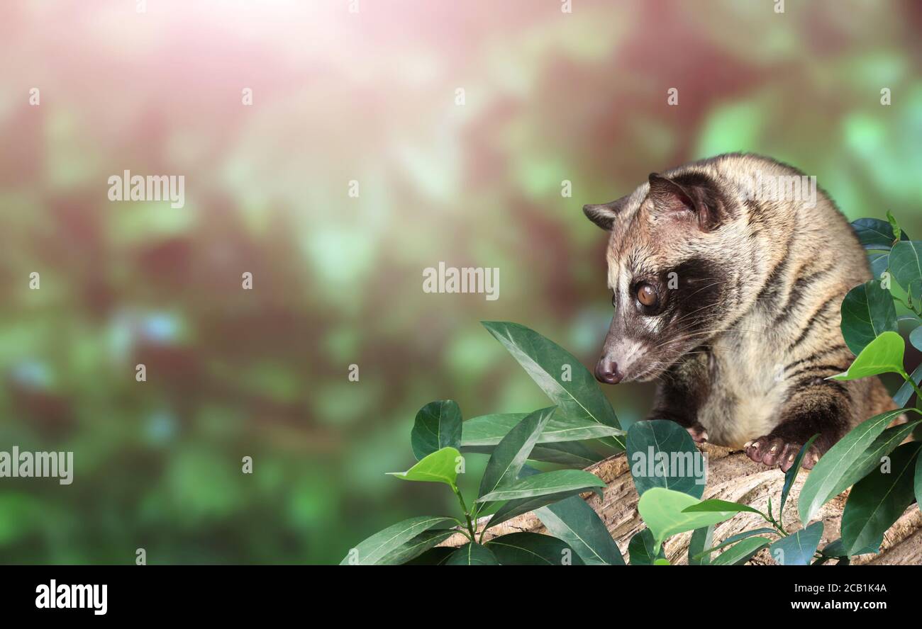Horizontal sunny nature background with Asian Palm Civet (Civet cat). Produces Kopi luwak. Luwak Coffee is world most expensive coffee. Copy space for Stock Photo