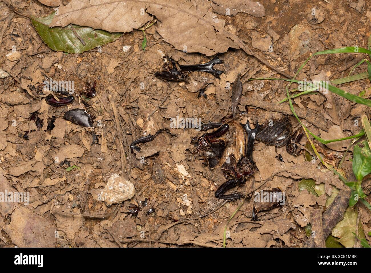 Dead japanese hi-res stock photography and images - Alamy