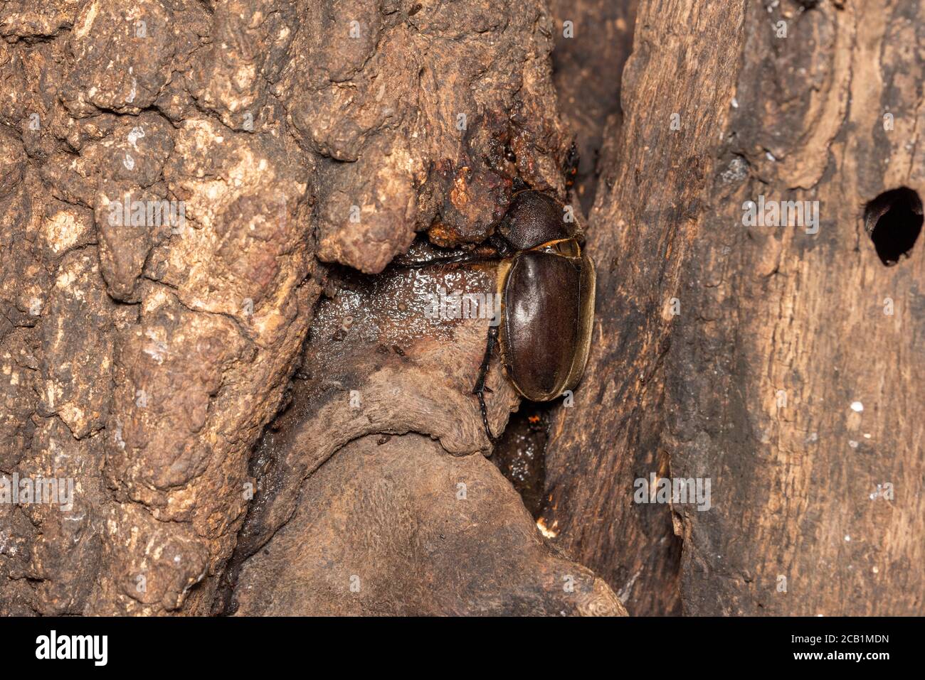 Japanese rhinoceros beetle (kabutomushi) feeding sap of Kunugi