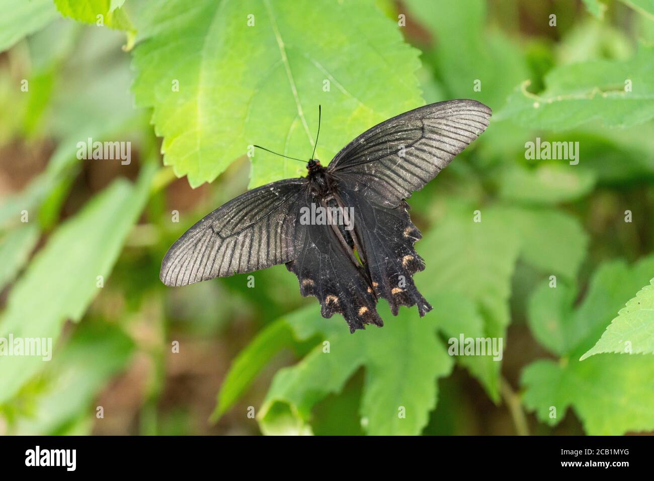 Spangle (Papilio protenor), Isehara City, Kanagawa Prefecture, Japan Stock Photo