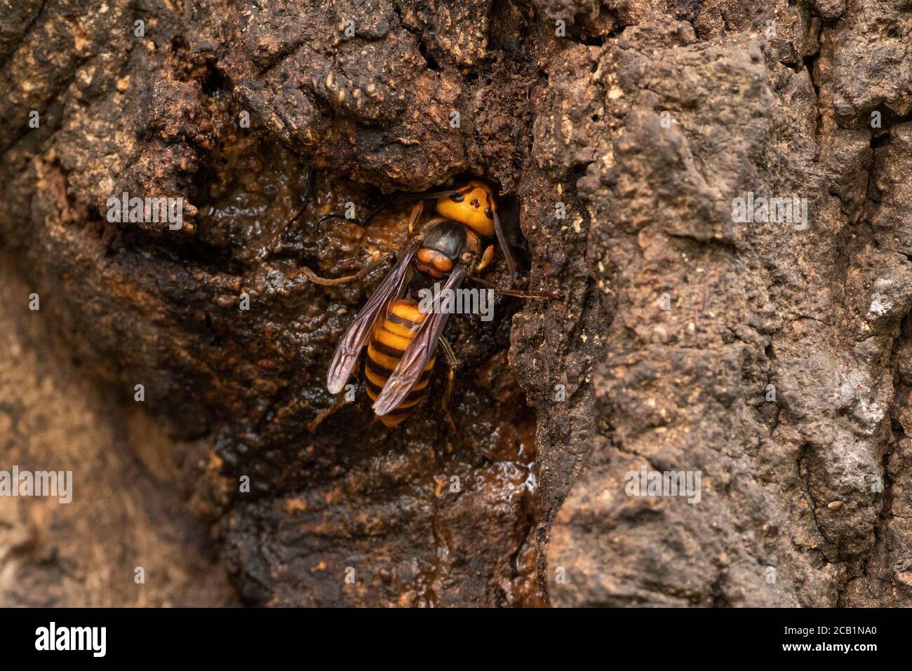 Asian giant hornet (Vespa mandarinia) gathering sap of Kunugi (sawtooth oak),  Isehara City, Kanagawa Prefecture, Japan Stock Photo