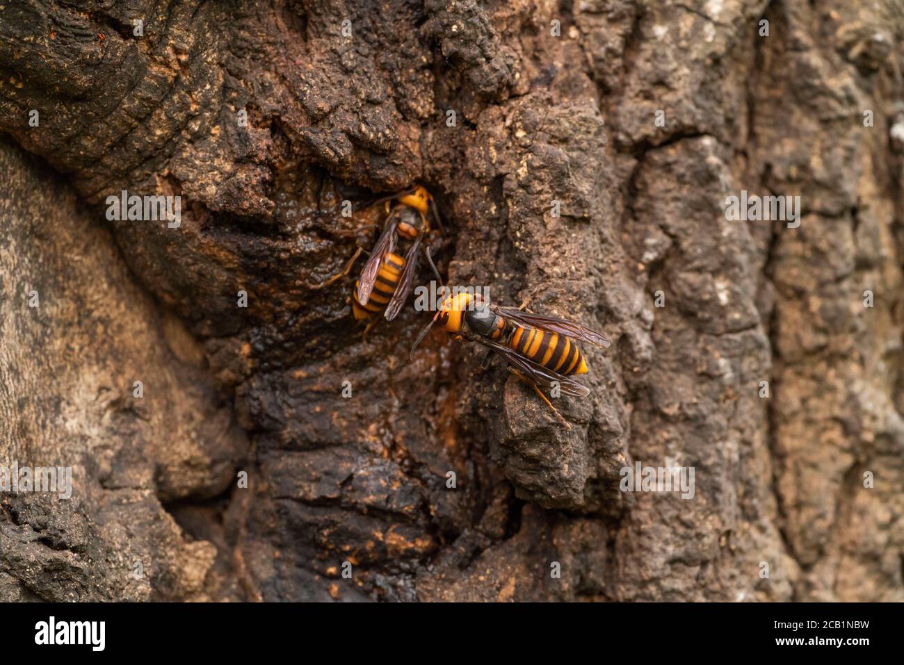 Asian giant hornet (Vespa mandarinia) gathering sap of Kunugi (sawtooth oak),  Isehara City, Kanagawa Prefecture, Japan Stock Photo