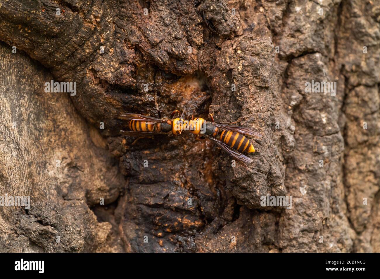 Asian giant hornet (Vespa mandarinia) gathering sap of Kunugi (sawtooth oak),  Isehara City, Kanagawa Prefecture, Japan Stock Photo