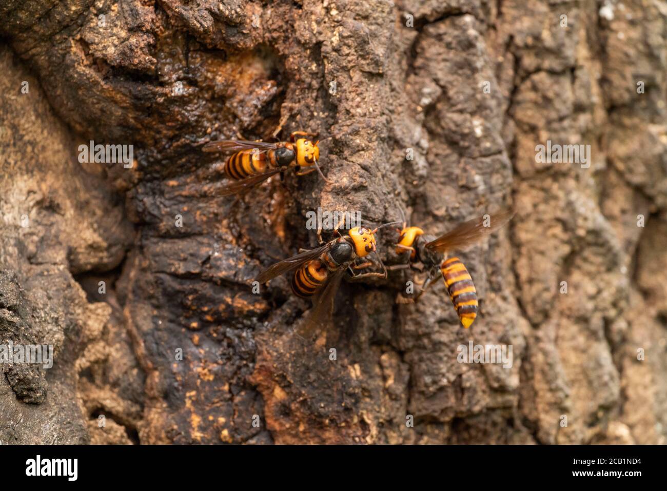 Asian giant hornet (Vespa mandarinia) gathering sap of Kunugi (sawtooth oak),  Isehara City, Kanagawa Prefecture, Japan Stock Photo