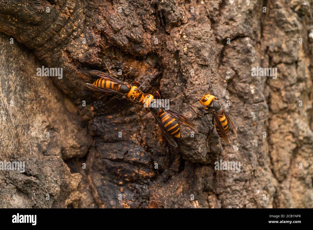 Asian giant hornet (Vespa mandarinia) gathering sap of Kunugi (sawtooth oak),  Isehara City, Kanagawa Prefecture, Japan Stock Photo